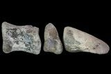 Composite Hadrosaur Finger - Alberta (Disposition #-) #71732-2